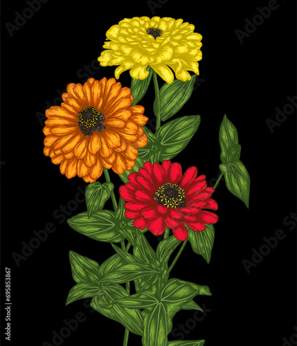 Vector illustration of zinnia flower in engraving style