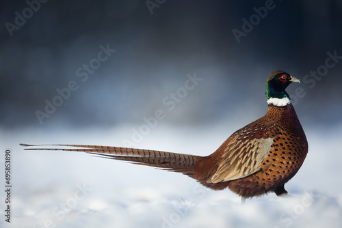 Bird - Common pheasant Phasianus colchius Ring-necked pheasant in natural habitat wildlife Poland Europe, winter time snowy meadow