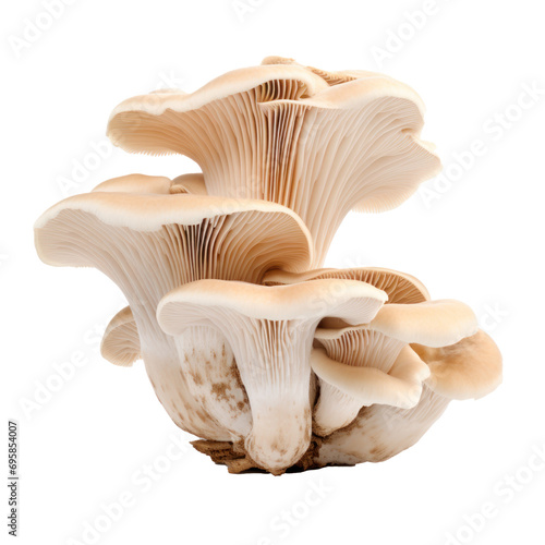 Oyster mushrooms isolated on white background.
