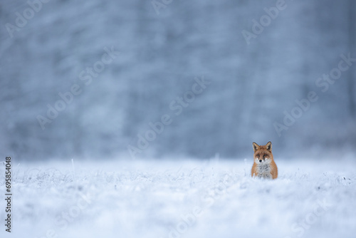 Obraz na plátně Fox Vulpes vulpes in winter scenery, Poland Europe, animal walking among snowy m