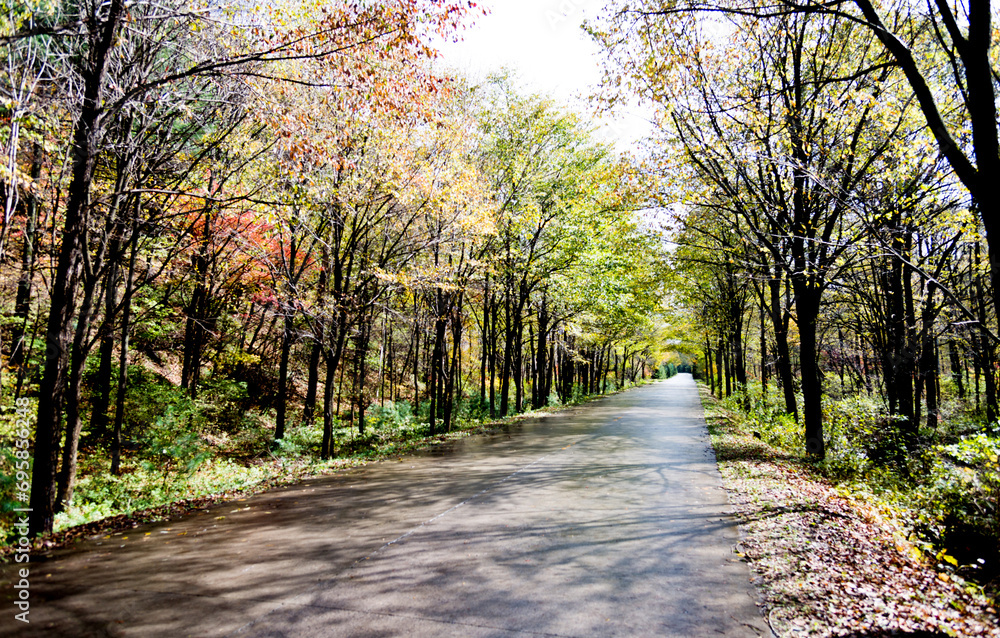 Fototapeta premium Wet road after the rain with trees