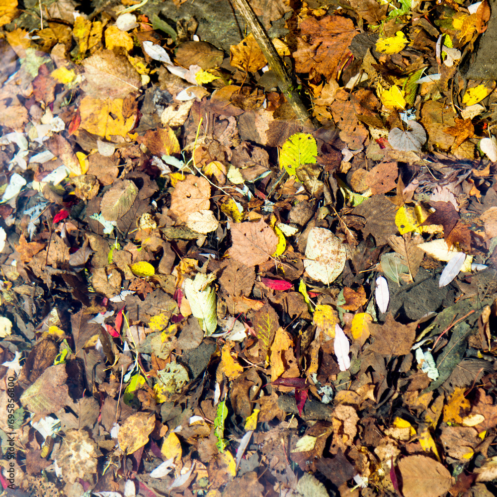 Yellow autumn leaves in the water Yellow autumn leaves in the water