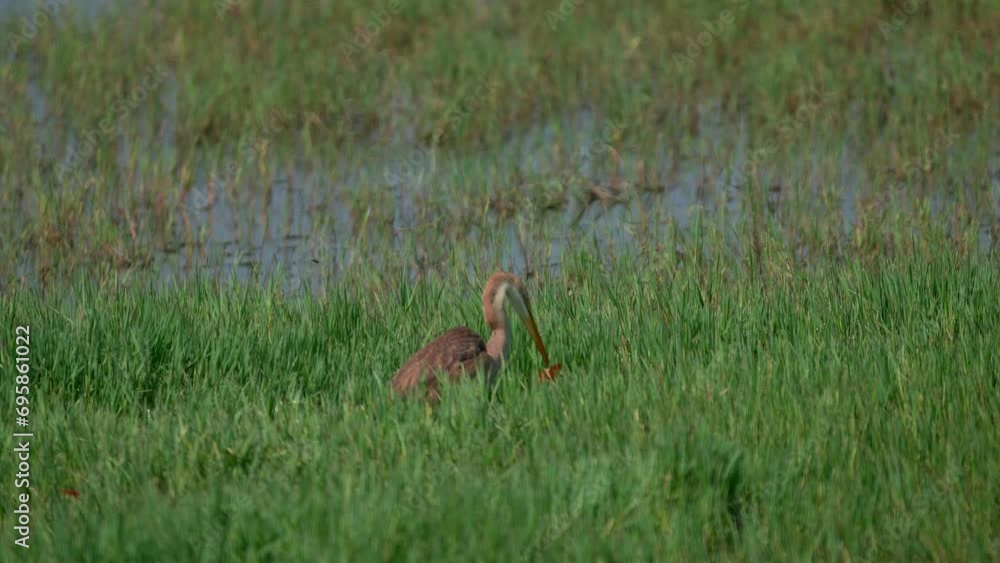 purple Heron catching a goldfish purple Heron catching a goldfish
