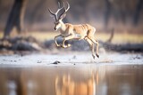 gazelle leaping near waterhole