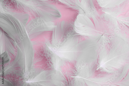 Many fluffy bird feathers on pink background  flat lay