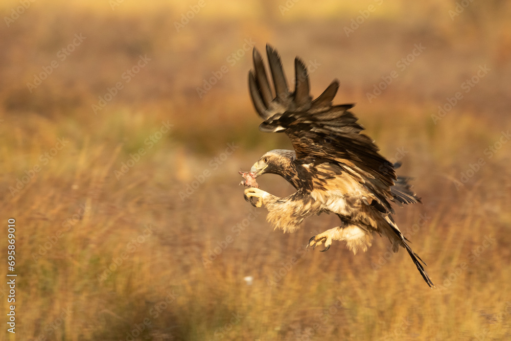 Fototapeta premium Spanish Imperial Eagle of 4 years flying with the first lights of a day of winter with very little light