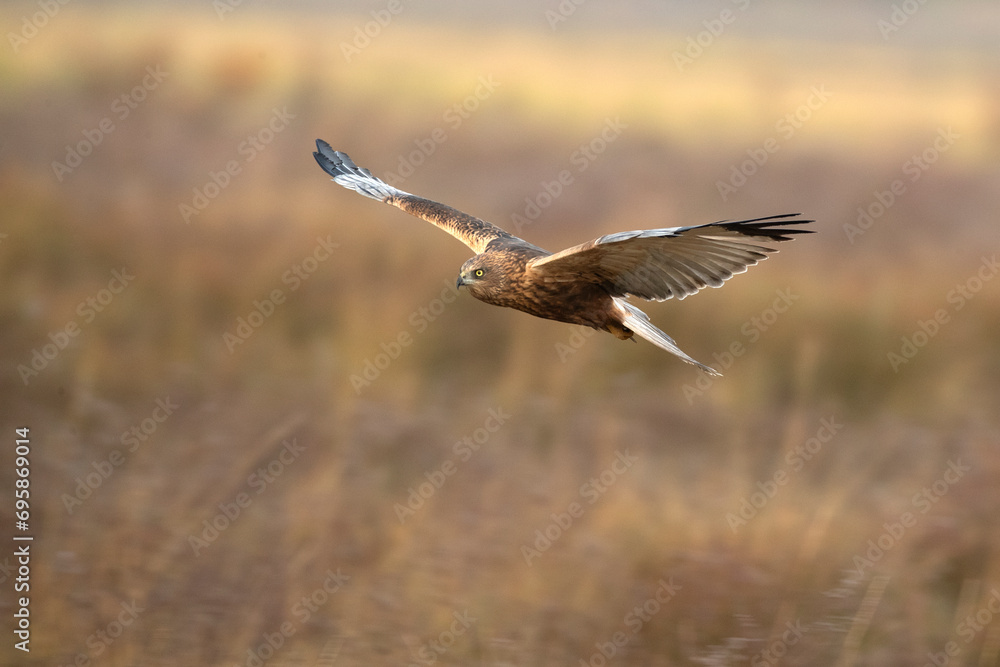 Adult male Western marsh harrier flying in a wetland on a cold winter day with fog Adult male Western marsh harrier flying in a wetland on a cold winter day with fog