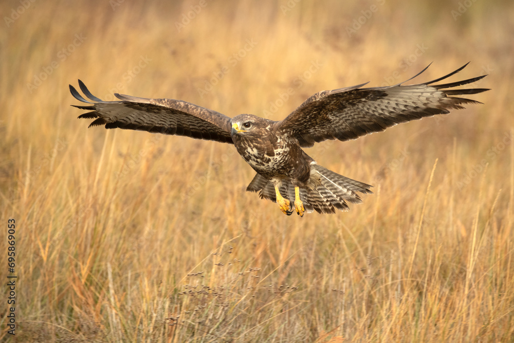 Fototapeta premium Common buzzard flies with the first lights of a winter day