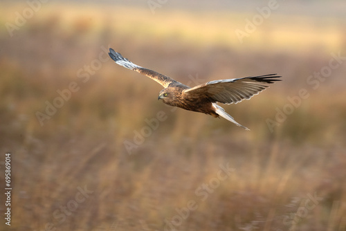 Adult male Western marsh harrier flying in a wetland on a cold winter day with fog © Jesus