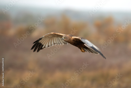 Adult male Western marsh harrier flying in a wetland on a cold winter day with fog