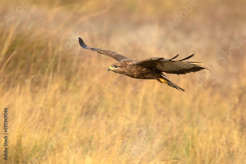 Common buzzard flies with the first lights of a winter day © Jesus