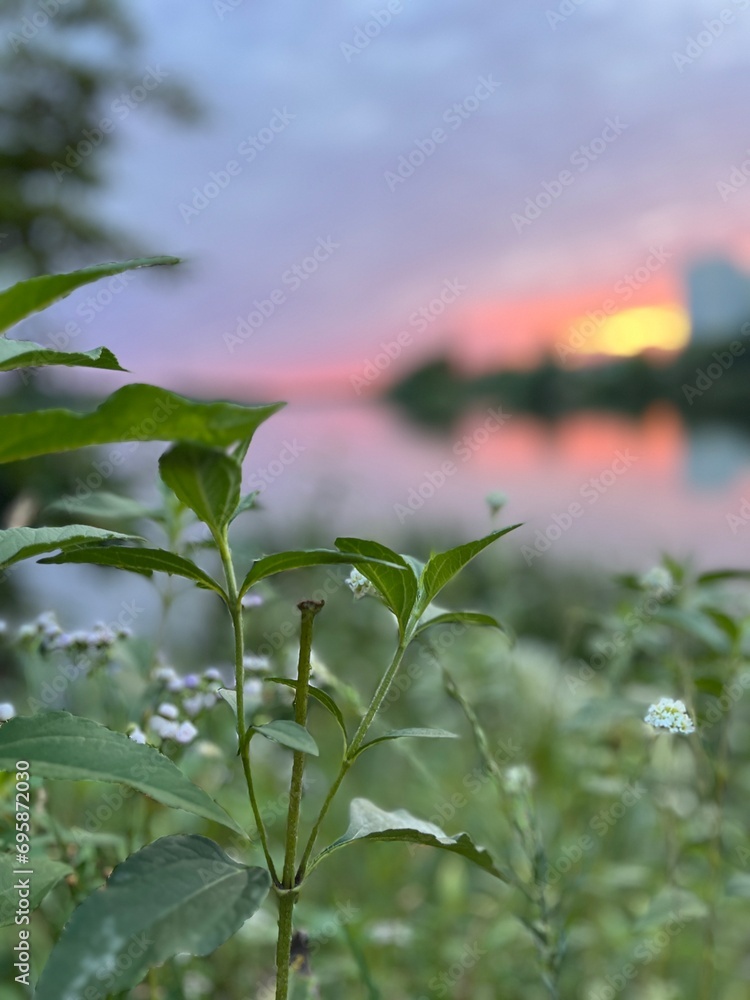 Photo of daisies among the weeds at sunset. Plants. Landscape. Recreation. Hobby. Twilight. Nature. Sunset. Sky. 