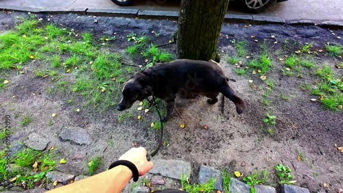 High angle shot over a pet dog peeing on a tree in a park. Pet urinating.  photo