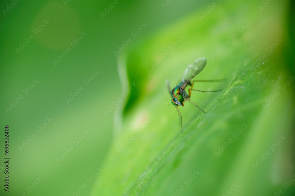 Closeup photo of long-legged fly on a leaf in the garden. Selective focus of fly. Closeup photo of long-legged fly on a leaf in the garden. Selective focus of fly.