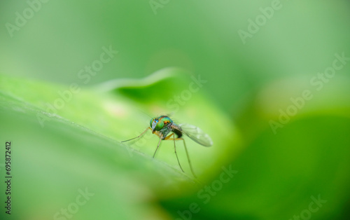 Closeup photo of long-legged fly on a leaf in the garden. Selective focus of fly. photo