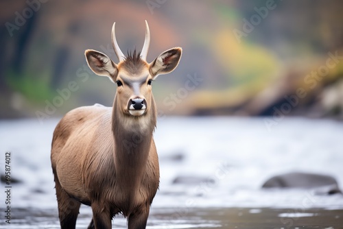lone waterbuck staring into camera by river
