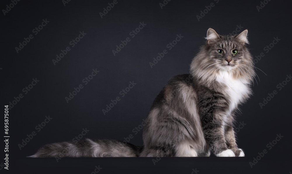 Majestic blue with white Norwegian Forestcat, sitting up side ways. Looking towards camera with green eyes. Isolated on a black background.