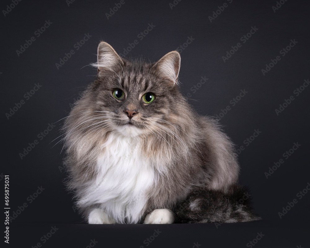 Majestic blue with white Norwegian Forestcat, laying down facing front. Looking towards camera with green eyes. Isolated on a black background.