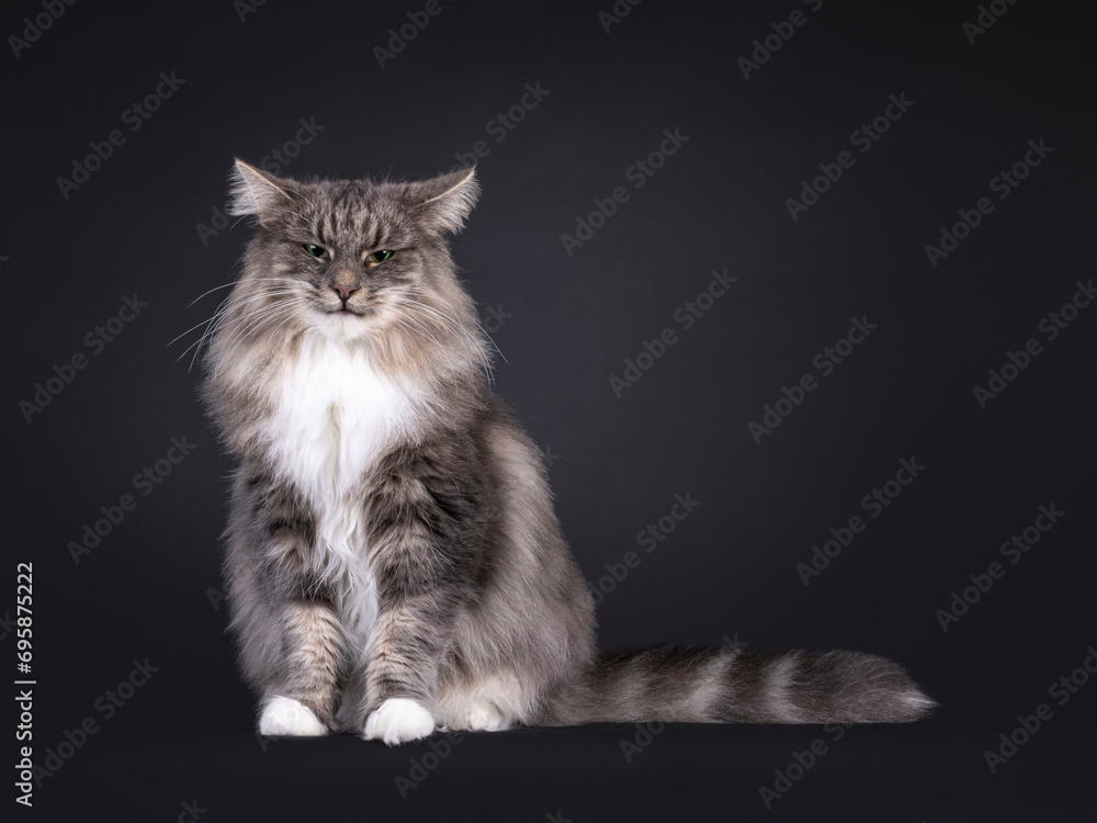 Majestic blue with white Norwegian Forestcat, sitting up facing front. Looking towards camera with angry expression and flat ears. Isolated on a black background.