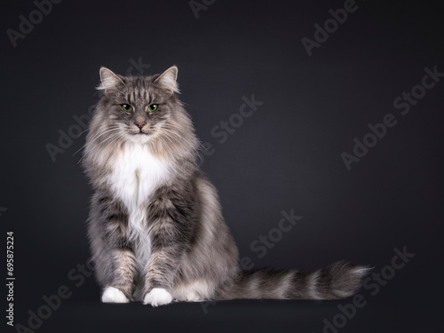 Majestic blue with white Norwegian Forestcat, sitting up facing front. Looking towards camera with green eyes. Isolated on a black background. photo