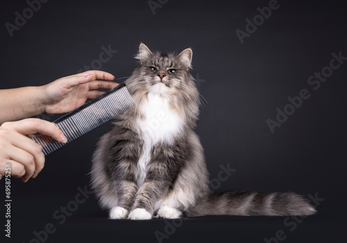 Majestic blue with white Norwegian Forestcat, sitting up facing front. Looking to humand hands holding comb.. Isolated on a black background. photo