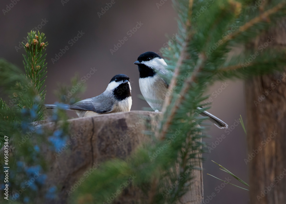 Fototapeta premium two chickadee on cedar branch