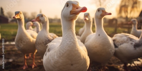 Fotótapéta White geese and ducks in a rural meadow, a diverse poultry family enjoying the outdoors during summer