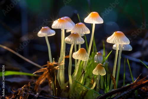 Glowing mycena epipterygia in the grass in the evening light, bright photo