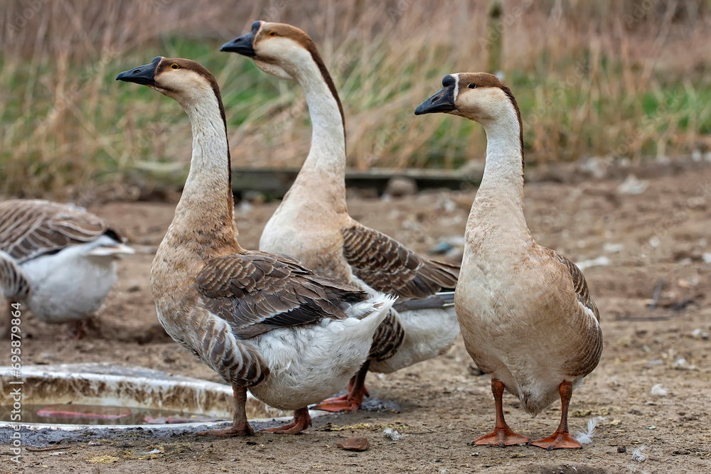 Geese on the farm