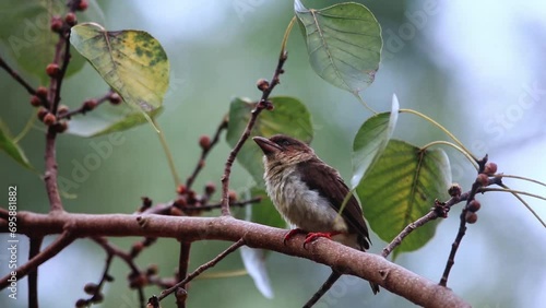 robin on a branch