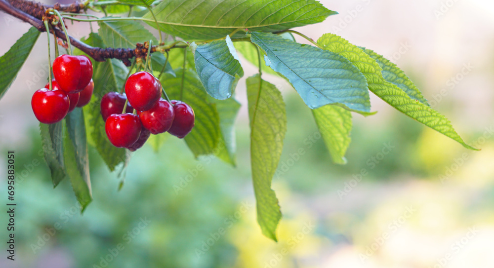 Obraz premium Her red fruit on the cherry branch