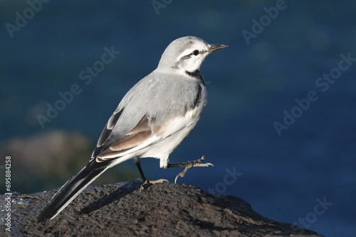 white wagtail in a field