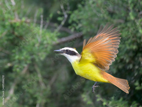 Great kiskadee (Pitangus sulphuratus) flying, Bentsen-Rio Grande Valley State Park, Texas, USA. photo