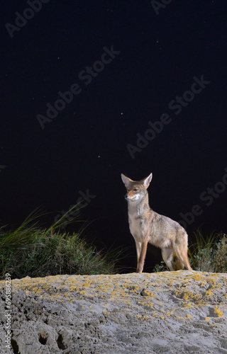 Coyote (Canis latrans) on sand dune at night under cloudy sky, Galveston, Texas. photo