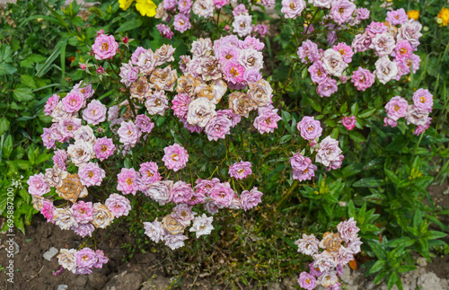 Pink roses bloom