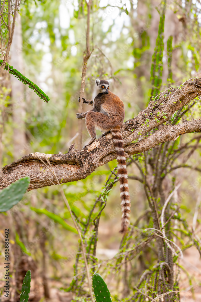 Africa, Madagascar, Anosy, Berenty Reserve. Ring-tailed lemur, Lemur catta. Portrait
