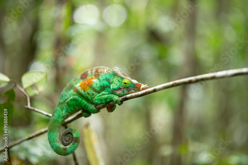 Beautiful colourful chameleon endangered species from Madagascar