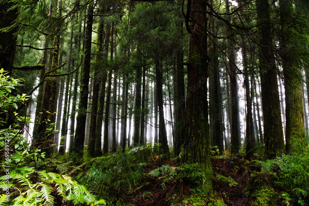 Fototapeta premium Trees in the forest