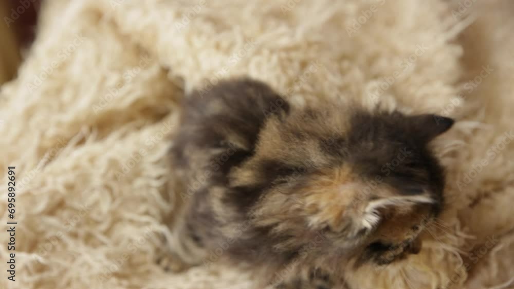 A cute little fluffy pet kitten is sitting on a fur blanket looking at the camera A cute little fluffy pet kitten is sitting on a fur blanket looking at the camera