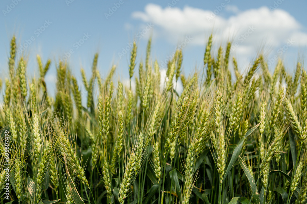 Close up of ripe wheat ears against beautiful sky with clouds. Close up of ripe wheat ears against beautiful sky with clouds.