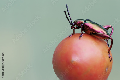 A frog leg beetle is foraging on a ripe tomato. These beautiful colored insects like rainbow colors have the scientific name Sagra sp. photo