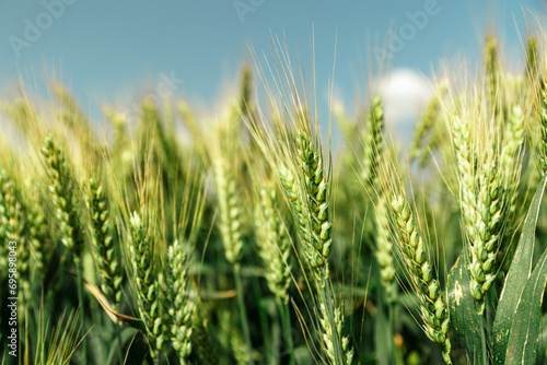 Close up of ripe wheat ears against beautiful sky with clouds.