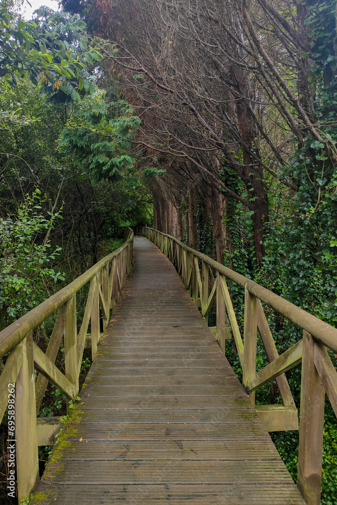 A tranquil wooden walkway meanders through lush greenery, bare branches overhead, inviting peaceful contemplation in nature