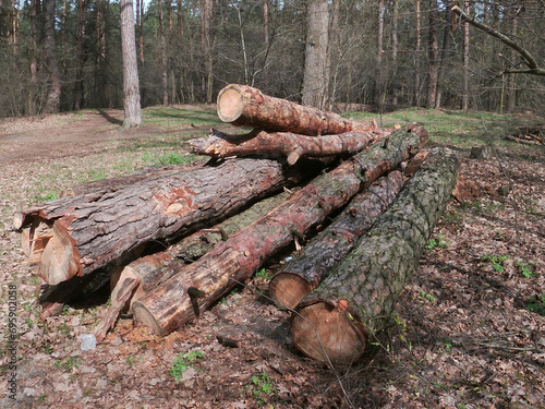 trees cut down in Partizanska Slava park in Kyiv, Ukraine photo