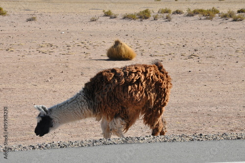 animais, alpaca, lama, mamífero, natureza, fazenda, pele, inóspito, zôo, guanaco, animais, peru, braun, fauna, retrato, bebé, relva, cabeça, camelo, bolívia, chile, llama, argentina, guanaco photo