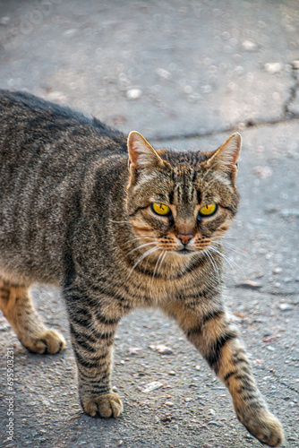 Gray yard cat walks on the asphalt