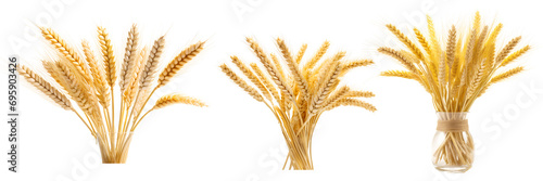 Wheat ears on transparent background PNG