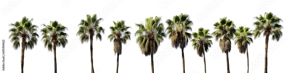 Obraz premium Cut out palm grove isolated on white background
