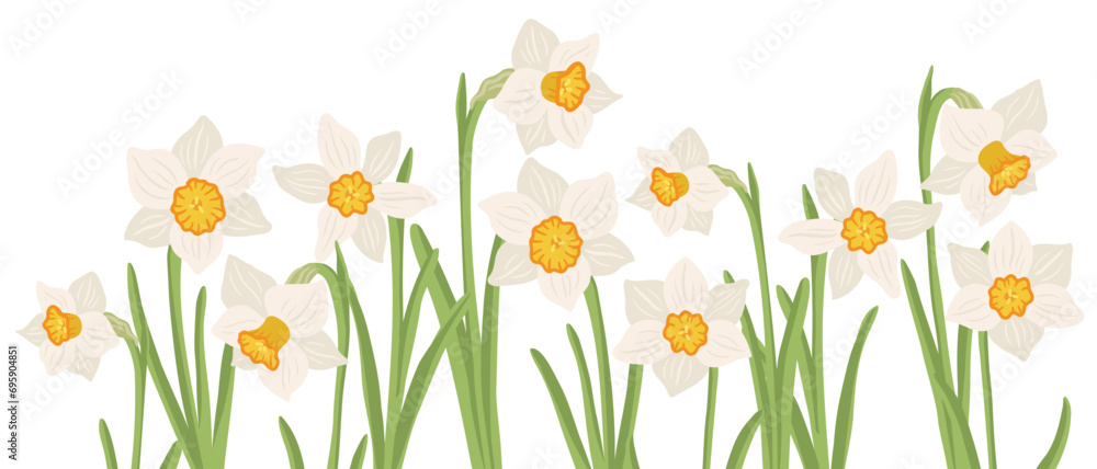 jonquils, spring flowers, vector drawing wild plants at white background, floral elements, hand drawn botanical illustration