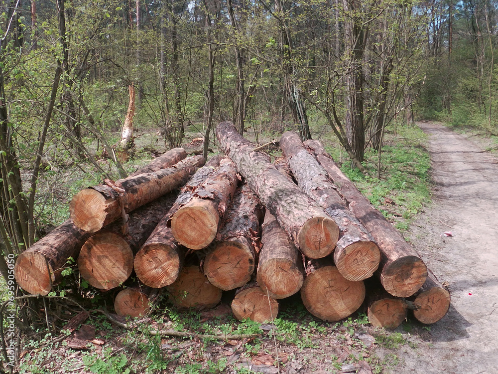 trees cut down in Partizanska Slava park in Kyiv, Ukraine trees cut down in Partizanska Slava park in Kyiv, Ukraine